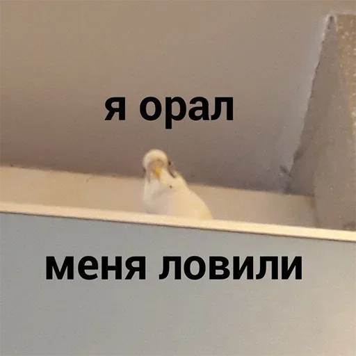 Sticker QjPMTTmgUADamckaEH_by_stickers_stealer_bot - 1