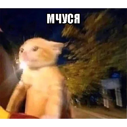 Стикер QjPMTTmgUADamckaEH_by_stickers_stealer_bot - 1