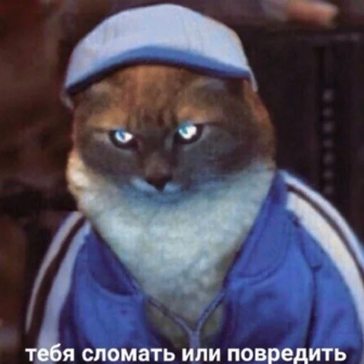 животное кошка млекопитающее