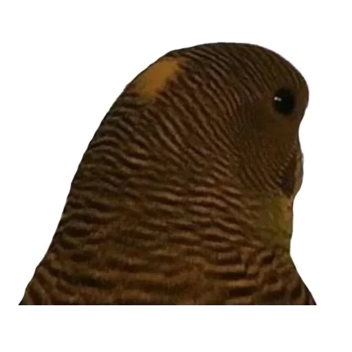 животное риф организм