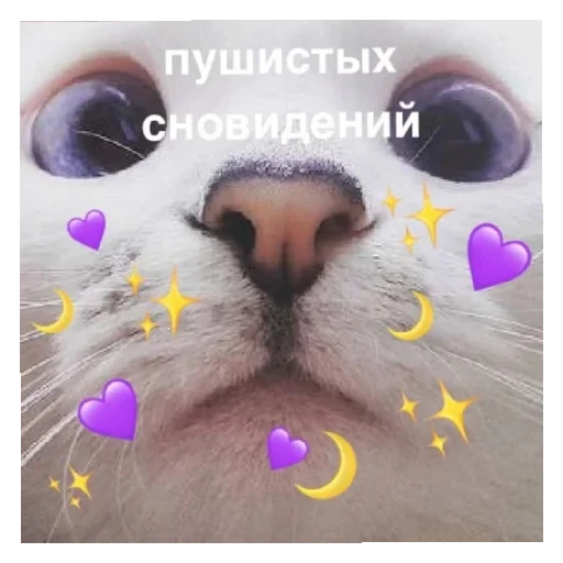 животное кошка млекопитающее