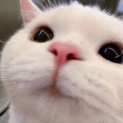 млекопитающее животное кошка