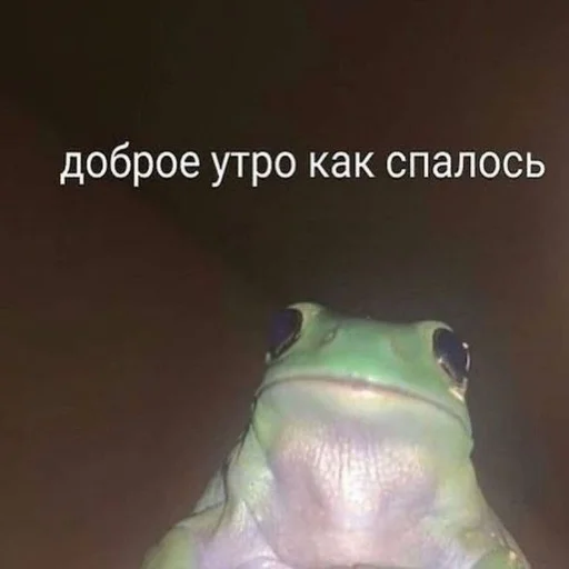 животное лягушка амфибия