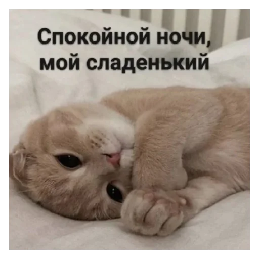 животное млекопитающее кошка