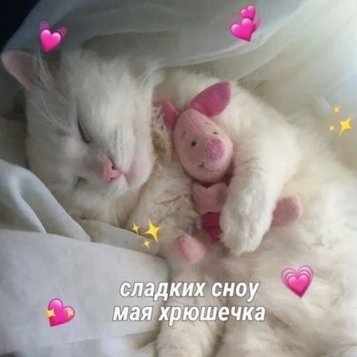 animal mammal small to medium-sized cats