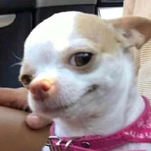 домашнее животное порода собак собака