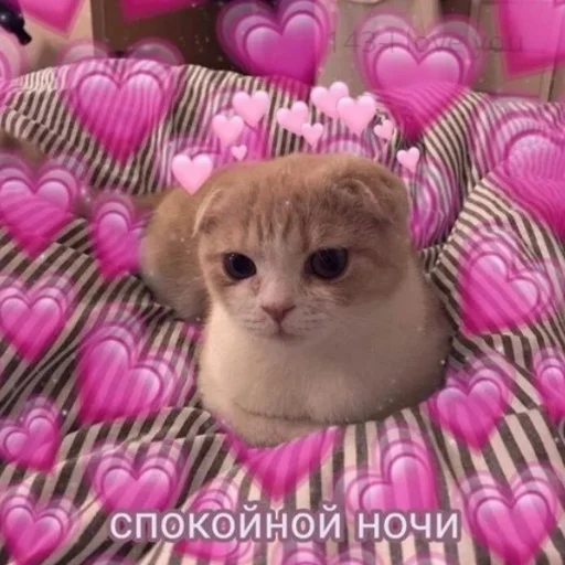 small to medium-sized cats animal domestic cat