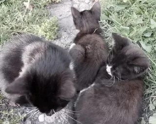 Sticker Больше стикеров 👉🏻 @stickertg4 - 9