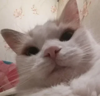 Sticker Больше стикеров 👉🏻 @stickertg4 - 1