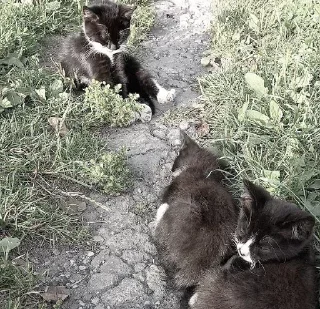 Sticker Больше стикеров 👉🏻 @stickertg4 - 2