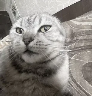 Sticker Больше стикеров 👉🏻 @stickertg4 - 11