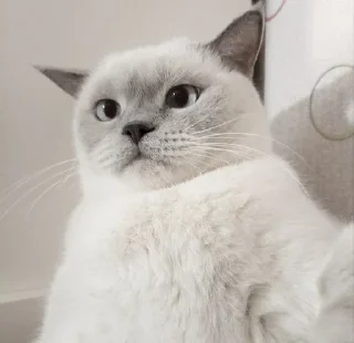 Sticker Больше стикеров 👉🏻 @stickertg4 - 4