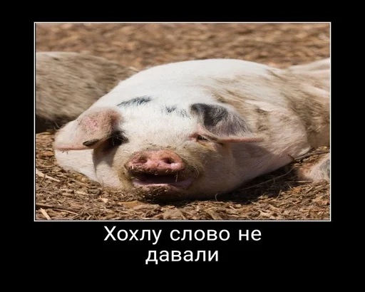 животное млекопитающее свинья