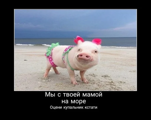 животное млекопитающее свинья