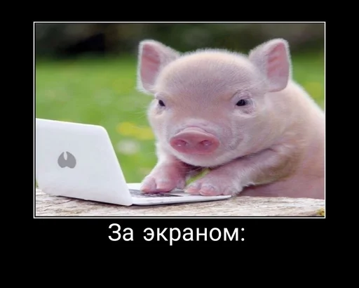 млекопитающее свинья животное