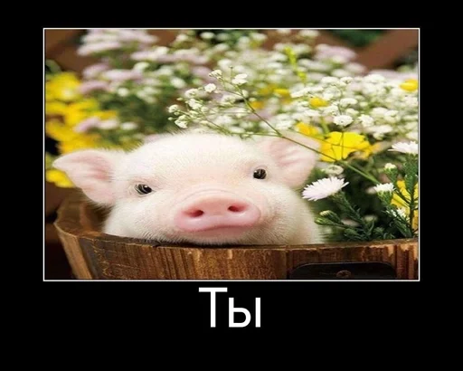 свинья млекопитающее suidae