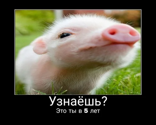 млекопитающее животное рыло