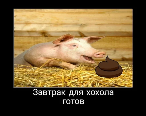 млекопитающее животное свинья