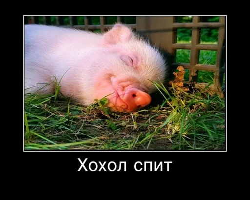 животное млекопитающее свинья