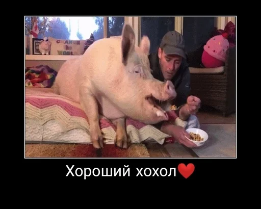 свинья Человек свинья