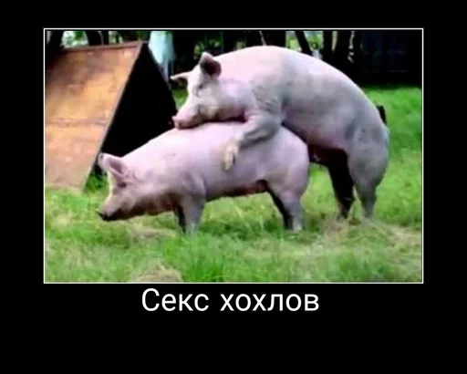 животное млекопитающее свинья