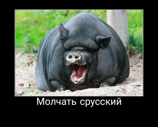 млекопитающее животное рыло