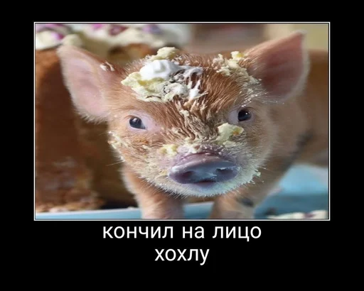 млекопитающее животное свинья