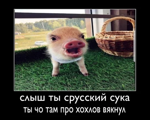 трава свинья на открытом воздухе