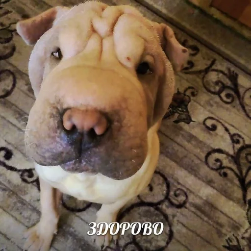 собака млекопитающее животное