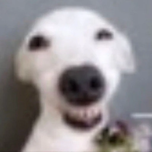 Sticker Quandaledingle7 - 1