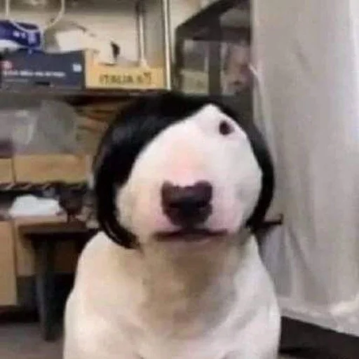 Стикер Quandaledingle7 - 1