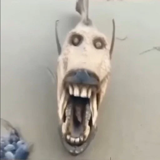 Sticker Quandaledingle7 - 1