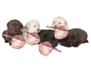 Стикер Quieres @Pulllout Official - 1