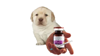 Стикер Quieres @Pulllout Official - 3