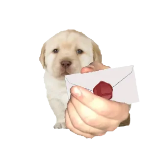 Стикер Quieres @Pulllout Official - 5