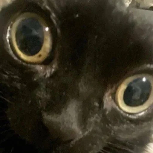 animal small to medium-sized cats felidae