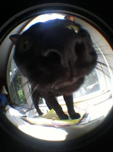 cat animal fisheye lens