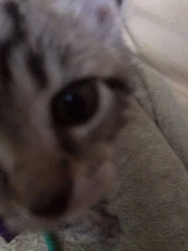 animal mammal small to medium-sized cats