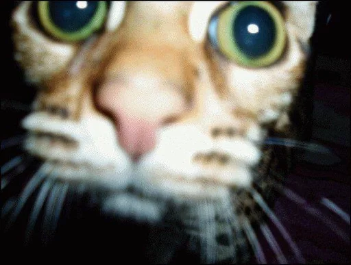 animal mammal whiskers