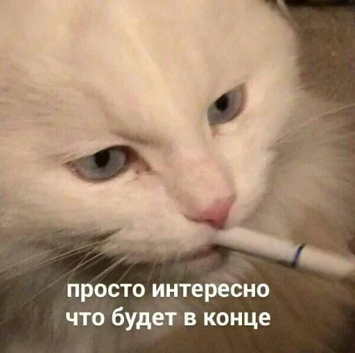 small to medium-sized cats indoor cat