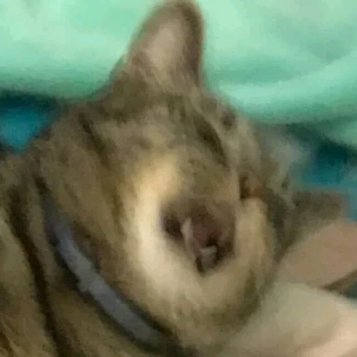 Prikol - животное