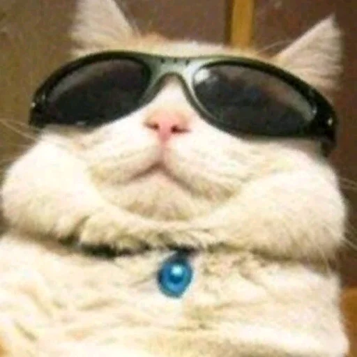 small to medium-sized cats eyewear mammal