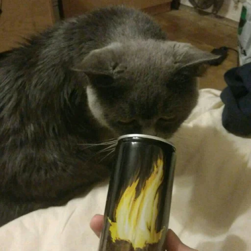 cat indoor small to medium-sized cats