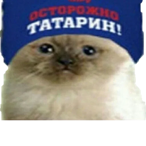 СМС млекопитающее животное