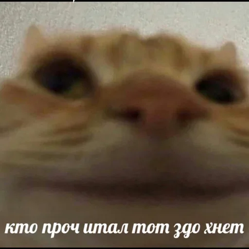 Sticker Стики из @Anonymnyi_chat_bot - 8