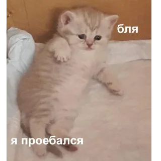 Sticker @sticksbb 🩷 <- канал со стиками - 2