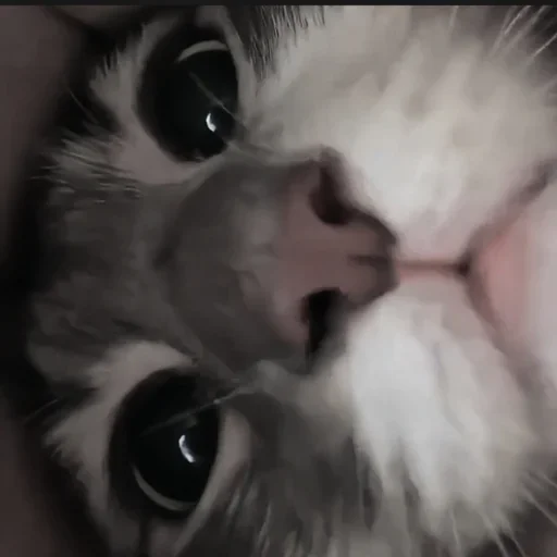 Sticker RHNXTVMYEO_by_sticker_v_bot - 1