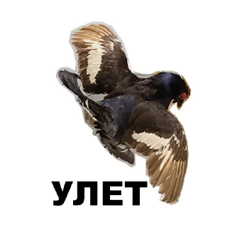 Sticker Среда обитания (@riamz) - 6