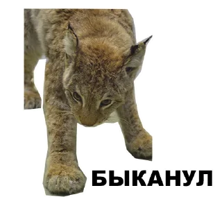 Sticker Среда обитания (@riamz) - 4