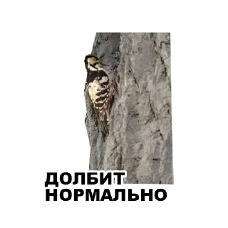 Sticker Среда обитания (@riamz) - 9